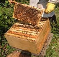 عسل نیمه تغذیه کوهستان