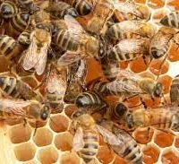 تولید و فروش زنبور نژاد کارنیکا و بومی