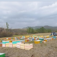 فروش مرغوبترین عسل آویشن