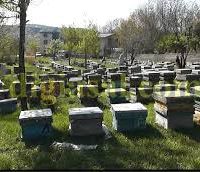 فروش عسل تازه برداشت از دشت های شمالی کشور