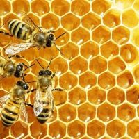 فروش عسل طبیعی میمند فارس