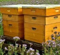 تولید کندوی زنبور عسل و فروش لوازم زنبورداری بابل