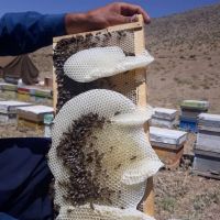 فروش عسل تازه و درجه یک کنار