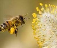 فروش گرده گل زنبور عسل