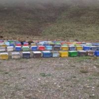 فروش عسل طبیعی کوهرنگ