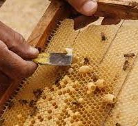 فروش ژل رویال با خواص درمانی