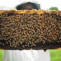 فروش 300 کلونی زنبور کارنیکا