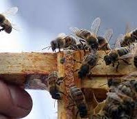 پرورش زنبور عسل با نژادهای بومی و کارنیکا