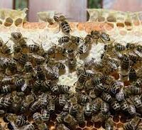 پرورش و تولید ملکه زنبور از نژاد کارنیکا