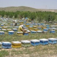 عسل طبیعی ناب کوهستان چهل چشمه ی کردستان