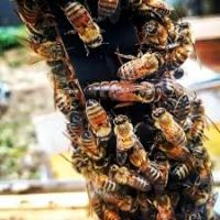 پرورش زنبور کارنیکا