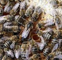 پرورش و فروش زنبور کارنیکا
