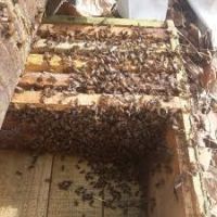 فروش کندوهای چوبی با زنبور
