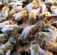 فروش و پرورش زنبور کارنیکا