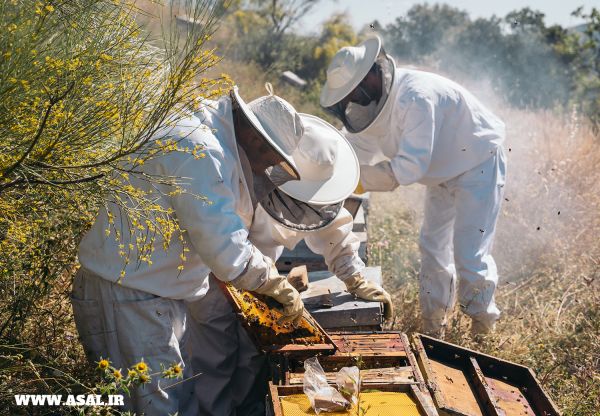 هشدار قرمز برای صنعت زنبورداری کشور / تلفات بالای زنبورهای عسل و ضرورت تشکیل شورای مدیریت بحران
